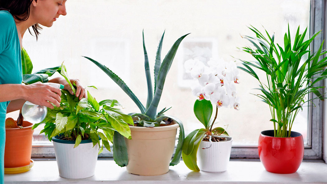 [Растения в доме] как ухаживать за новым цветком после покупки?