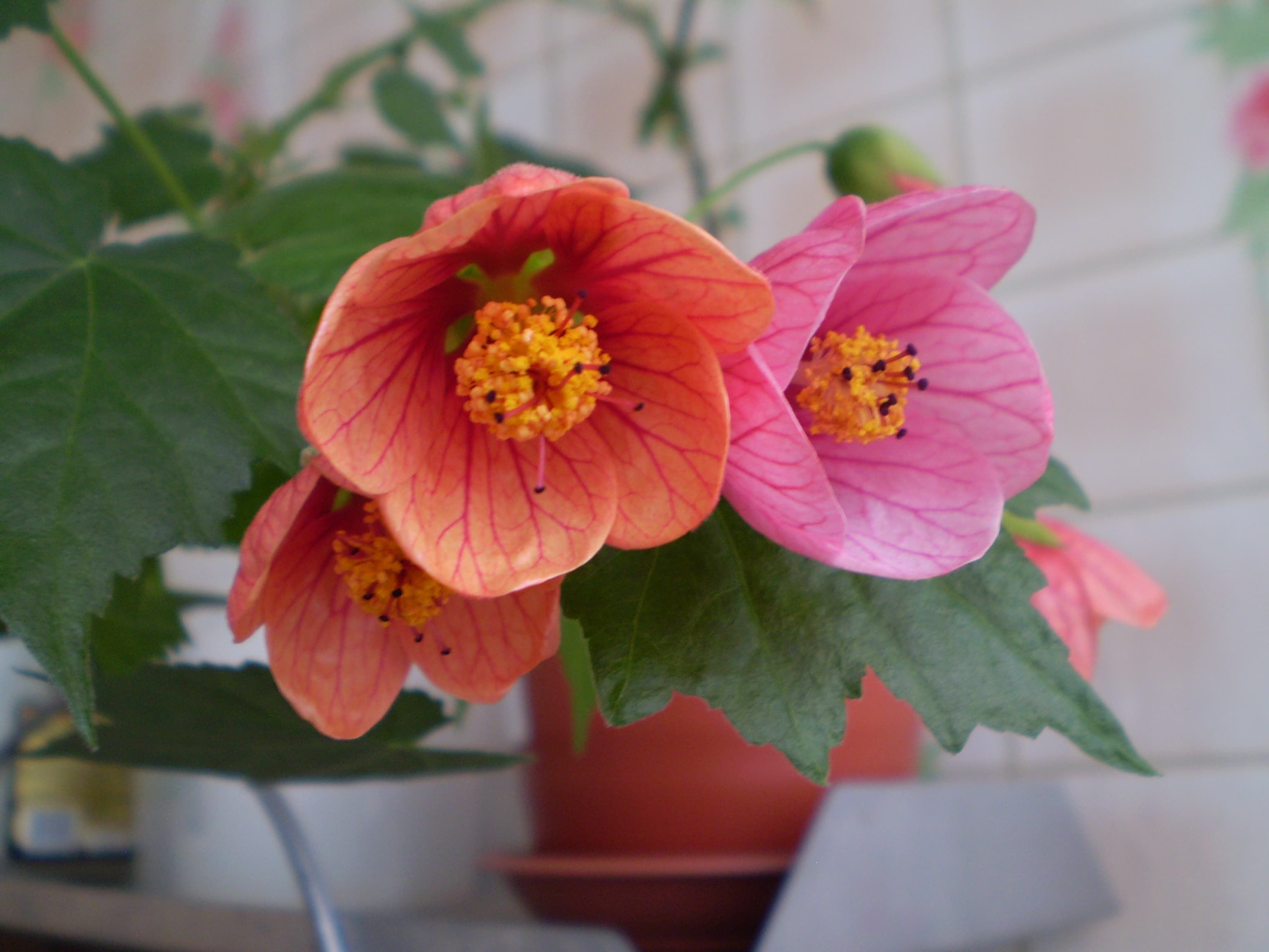 [Растения в доме] неприхотливые комнатные растения цветущие круглый год