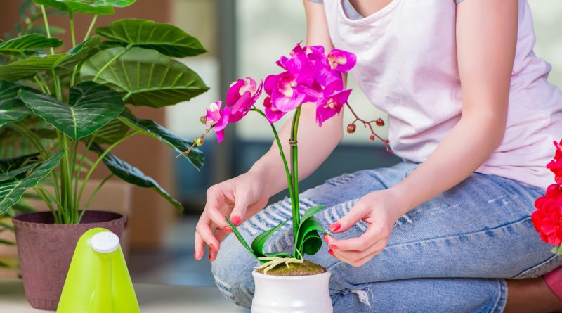 [Растения в доме] 5 полезных советов по уходу за комнатными растениями