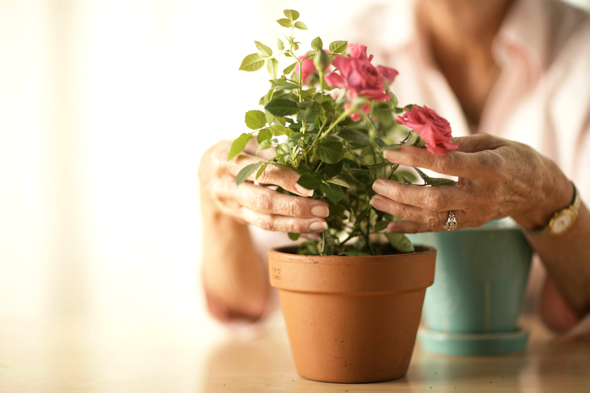 [Растения в доме] как ухаживать за новым цветком после покупки?