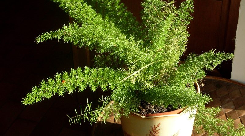 [Растения в доме] ТОП-5 лучших быстрорастущих комнатных растений