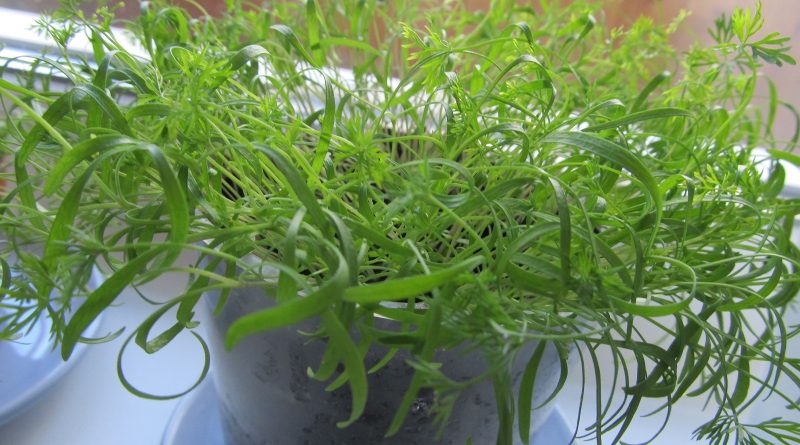 [Растения в доме] Какую зелень можно вырастить на собственном подоконнике?