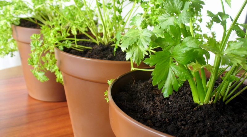 [Растения в доме] Какую зелень можно вырастить на собственном подоконнике?