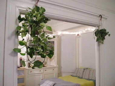 Озеленение помещений —  идеи декорирования интерьера растениями 