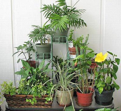 Озеленение помещений —  идеи декорирования интерьера растениями 