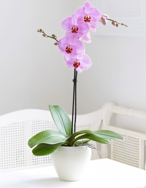 Мастер-класс по фоамирану: орхидея, георгин и мак с фото и видео