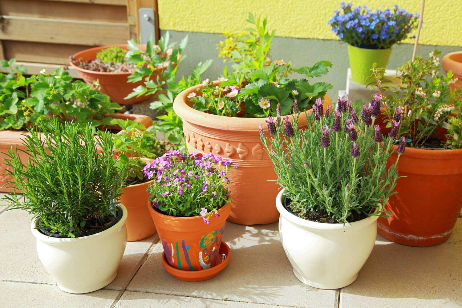 [Растения в доме] Какие растения стоит взять с дачи в квартиру на зиму?