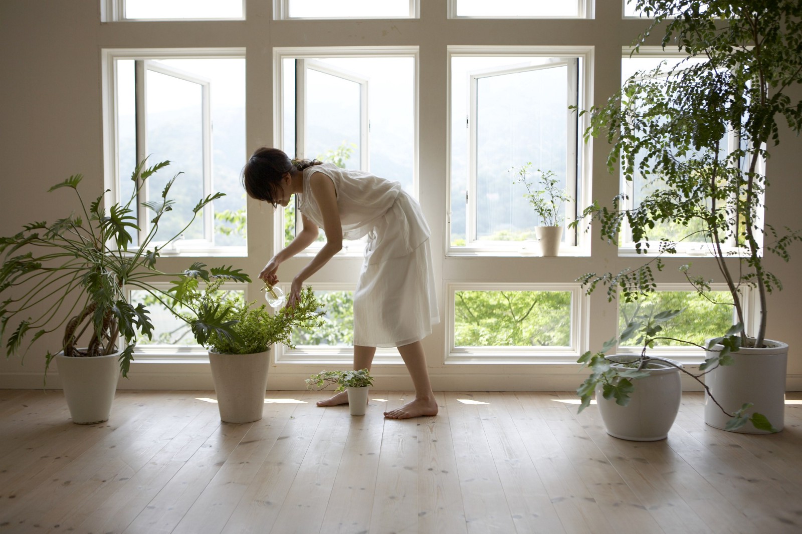 [Растения в доме] Какие растения стоит взять с дачи в квартиру на зиму?