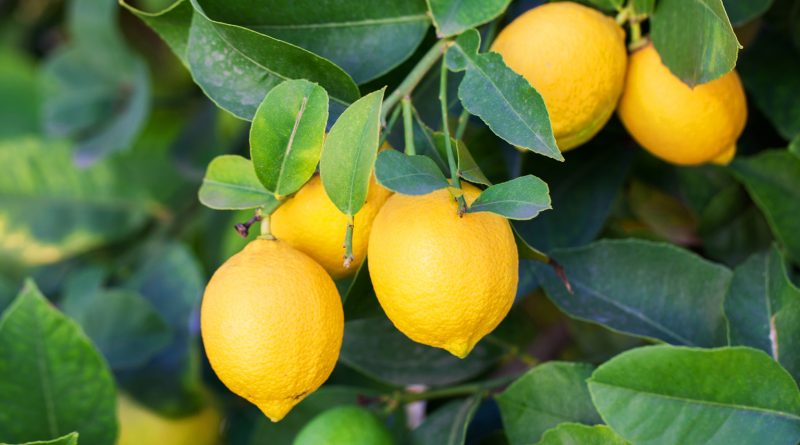 [Растения в доме] Как вырастить лимонное дерево дома?