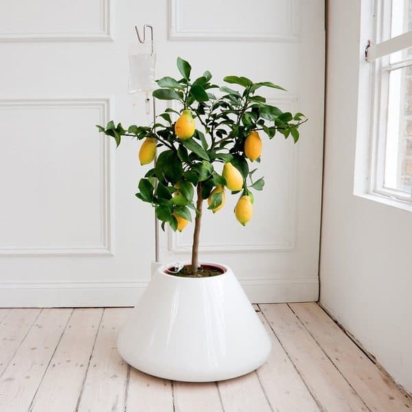 [Растения в доме] Как вырастить лимонное дерево дома?