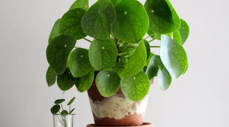 [Растения в доме] 5 модных комнатных растений