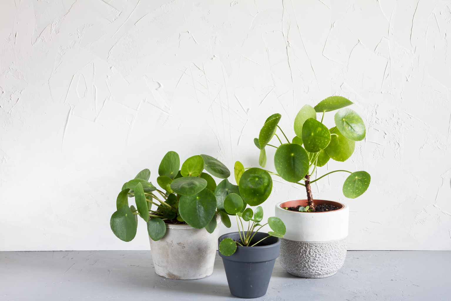 [Растения в доме] 5 модных комнатных растений