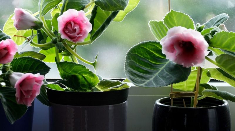 [Растения в доме] 5 благоухающих растений и цветов
