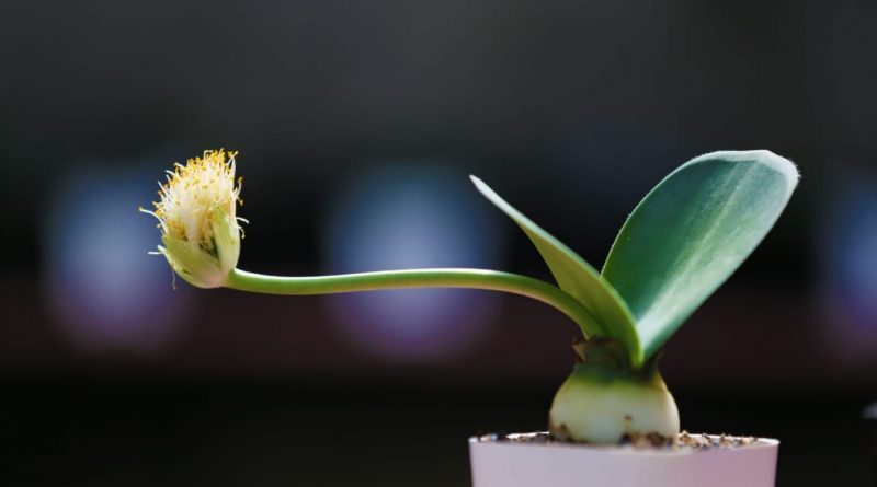 [Растения в доме] Гемантус: секреты выращивания