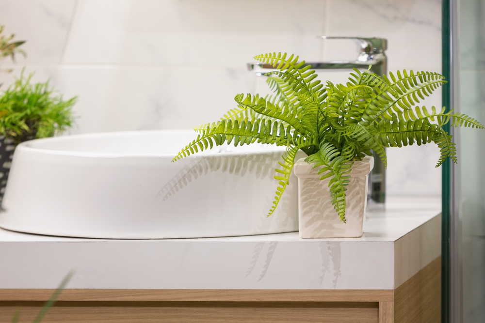 [Растения в доме] 6 растений, которые можно поставить даже в ванной комнате