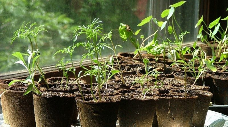 Выращиваем рассаду: как не навредить интерьеру?