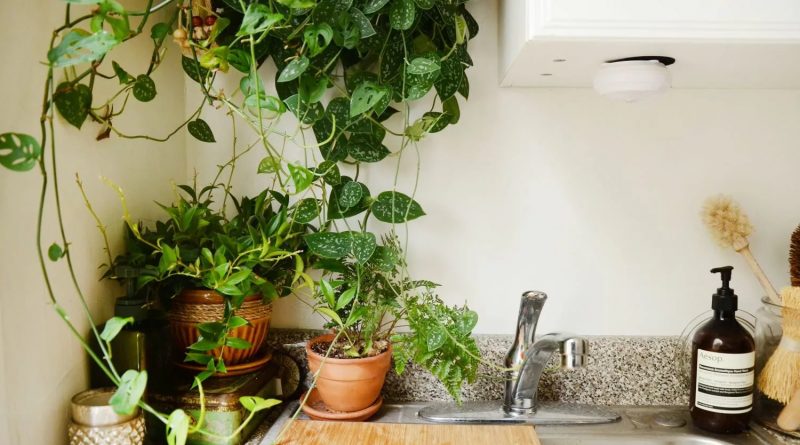 Комнатные растения в интерьере: для кухни, гостиной и ванной