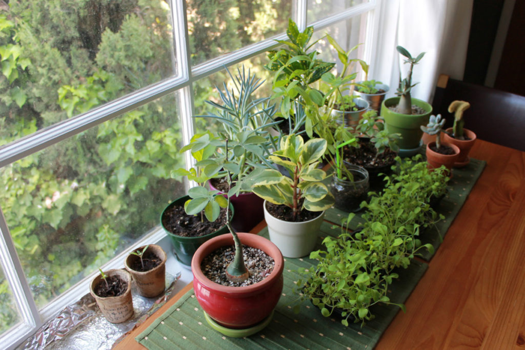 [Растения в доме] 5 комнатных растений которым не место на подоконнике