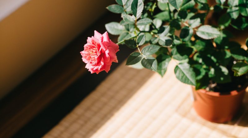[Растения в доме] Как вырастить розы на окне?