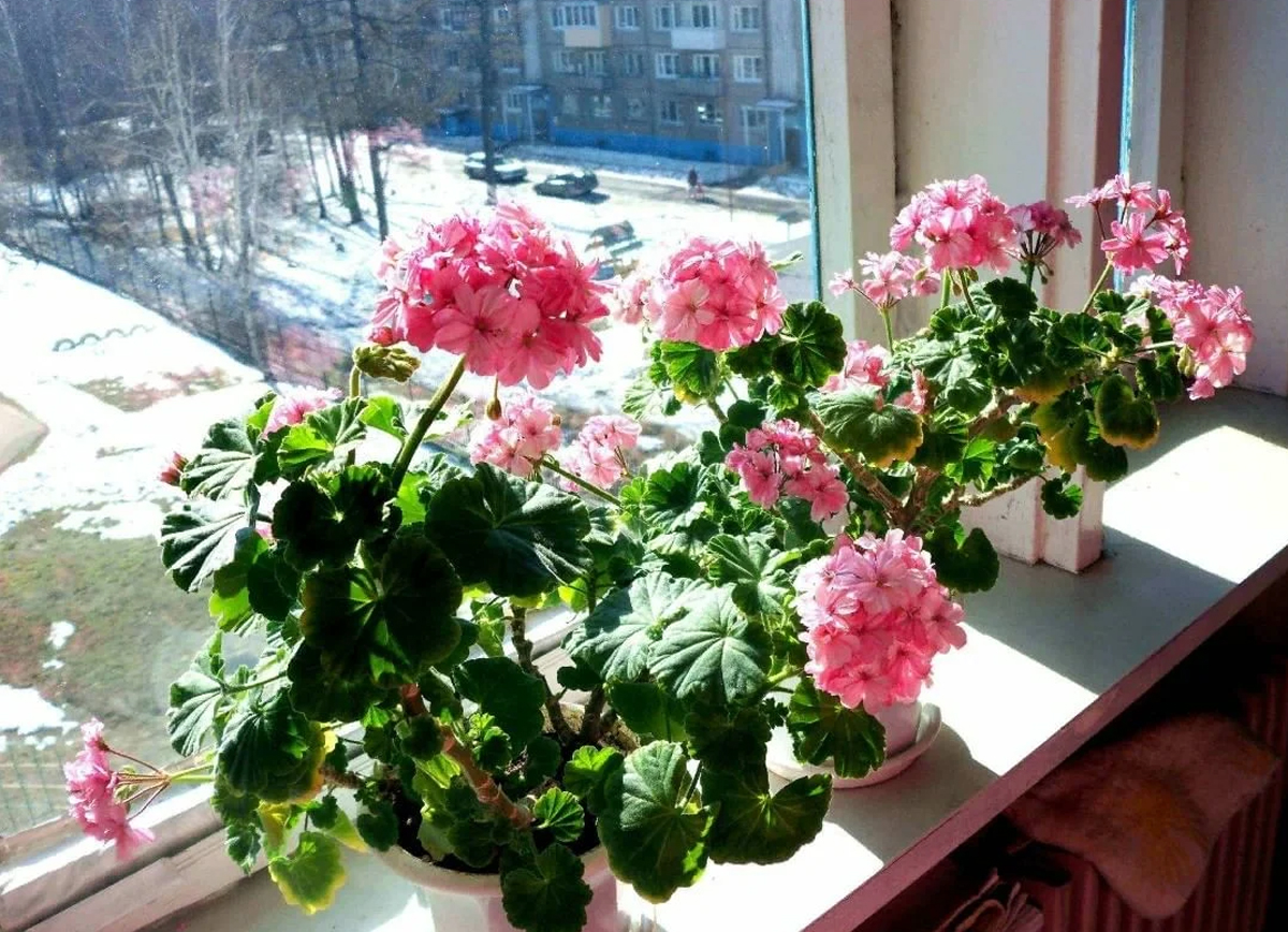 [Растения в доме] 5 комнатных цветов приносящих богатство и процветание в дом