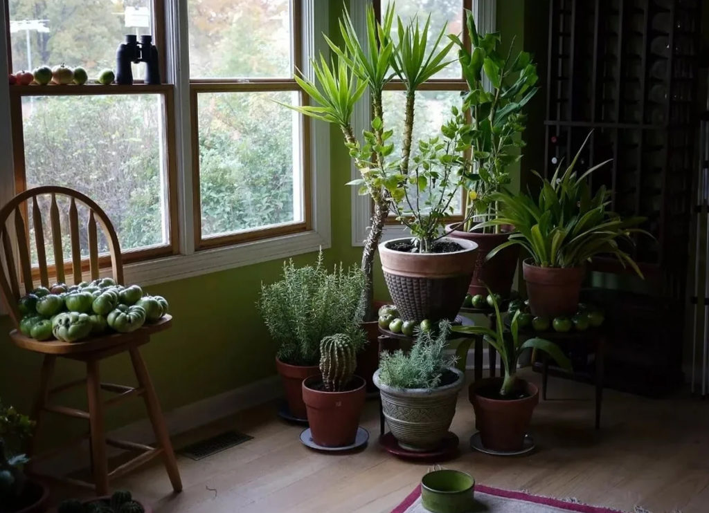 [Растения в доме] 5 комнатных растений которым не место на подоконнике