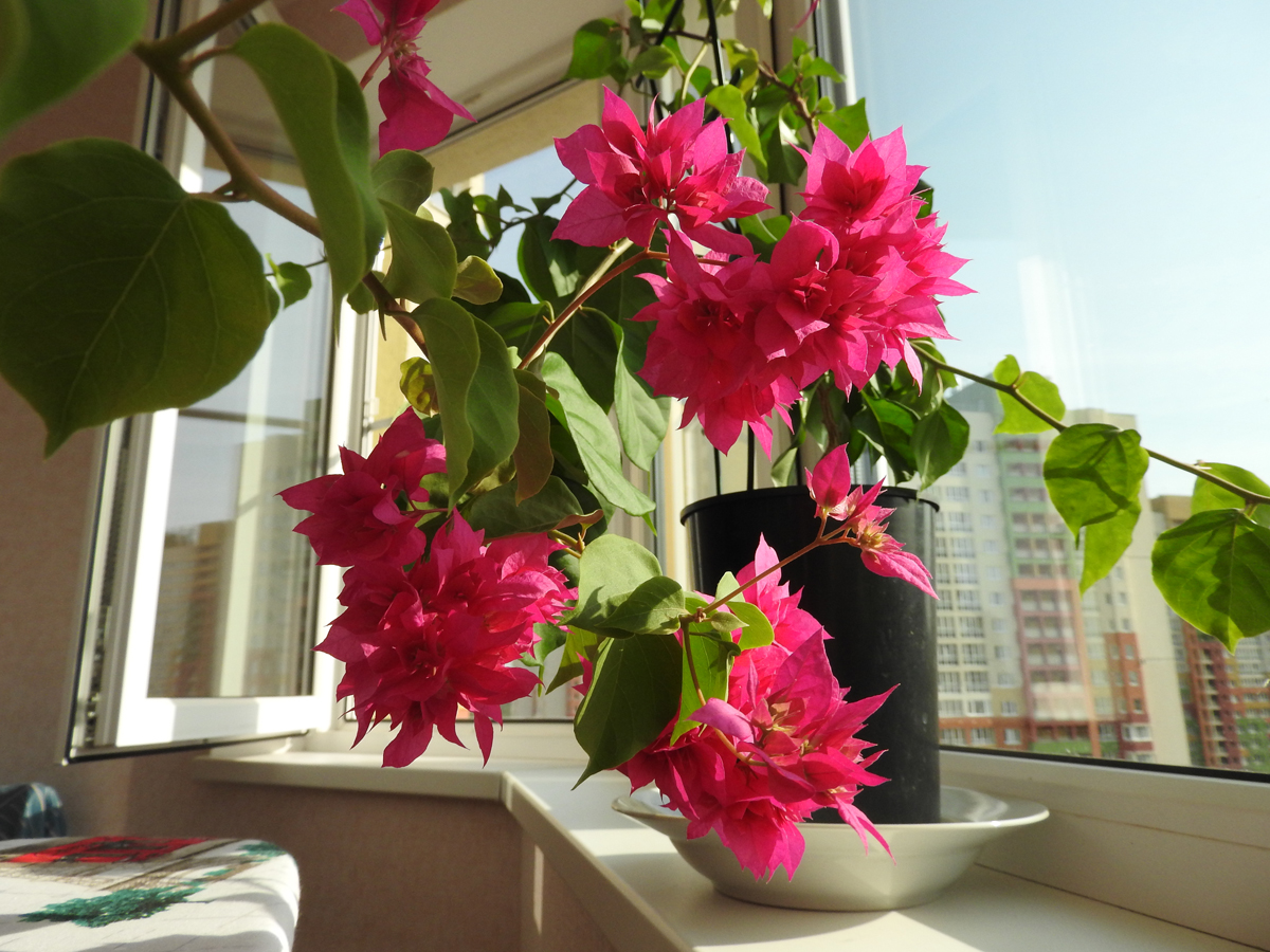 [Растения в доме] 5 комнатных цветов приносящих богатство и процветание в дом