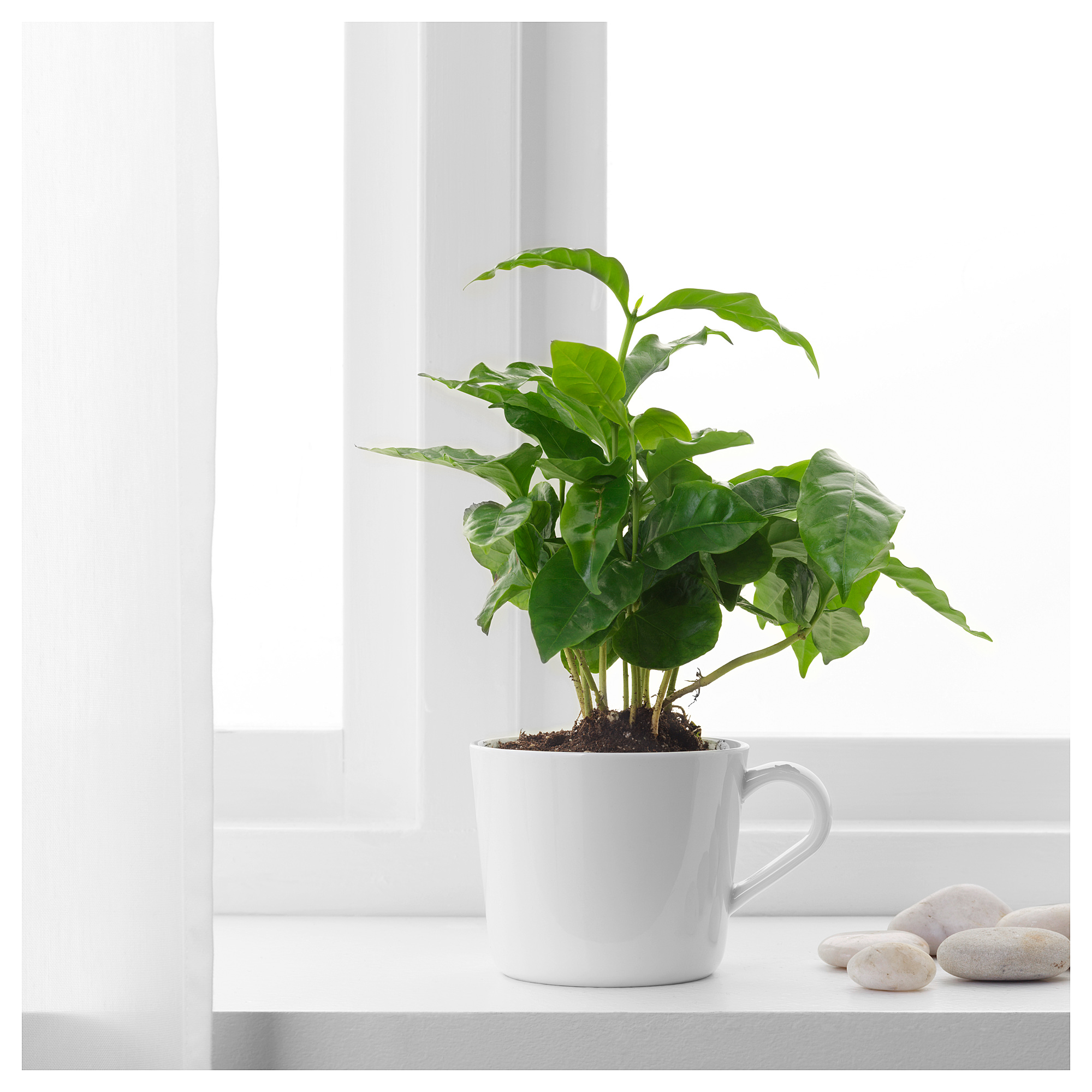 Домашние растения кофе арабика. Кофе Арабика растение. Комнатное растение Coffea Arabica. Плант кофе Арабика. Кофе Arabica растение Горшечное.