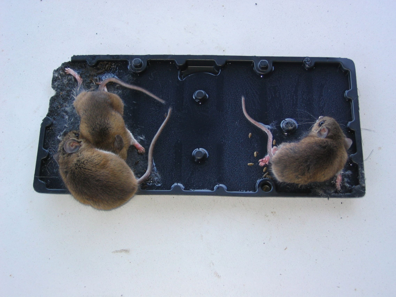 Чем отмыть клей от мышей с пола: советы эксперта