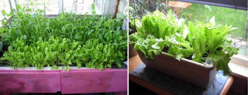			Как выращивать зелень на балконе: мини-огород своими руками		