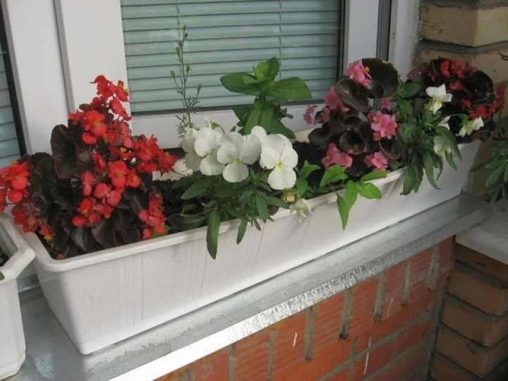 			Цветы в ящиках на балконе: английский сад в родной квартире		