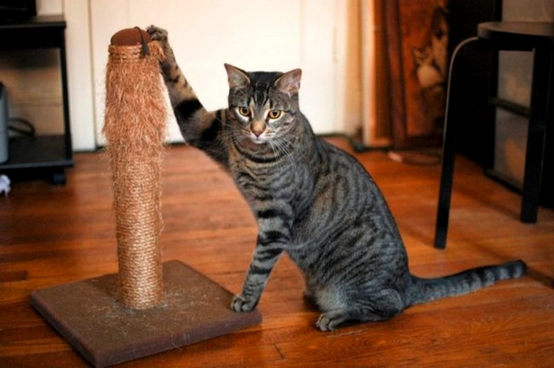  Лучших 5 советов: как отучить кошку драть мебель и обои 