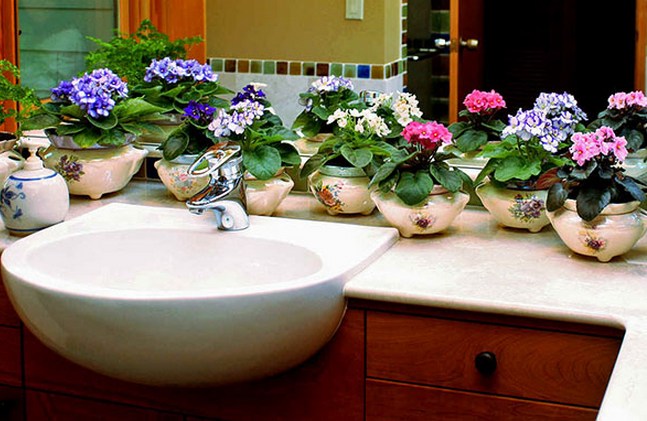 Растения для ванной комнаты