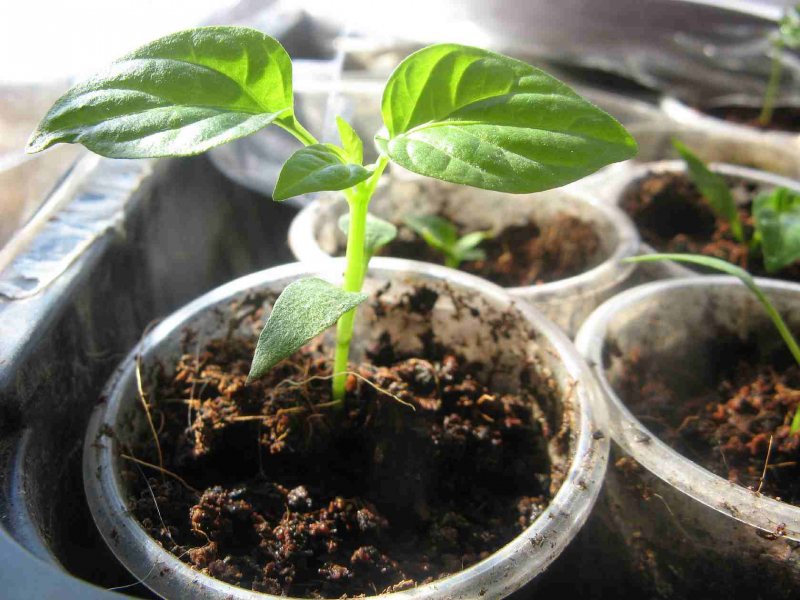 			Сладкий перец на балконе: выращивание, правильный подход		