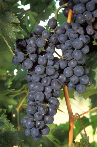 			Дикий виноград на балконе: выращиваем правильно		