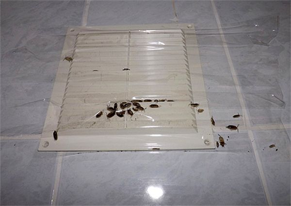 Эффективные методы борьбы с насекомыми в ванной комнате