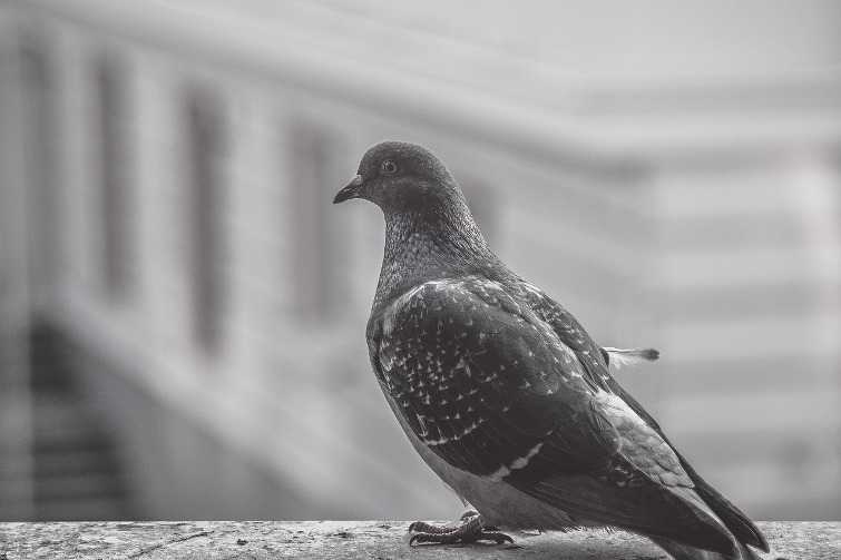  Как избавиться от голубей на балконе: проверенный способ 