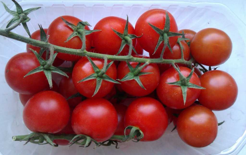 			Выращиваем помидоры черри на балконе: полезные советы		