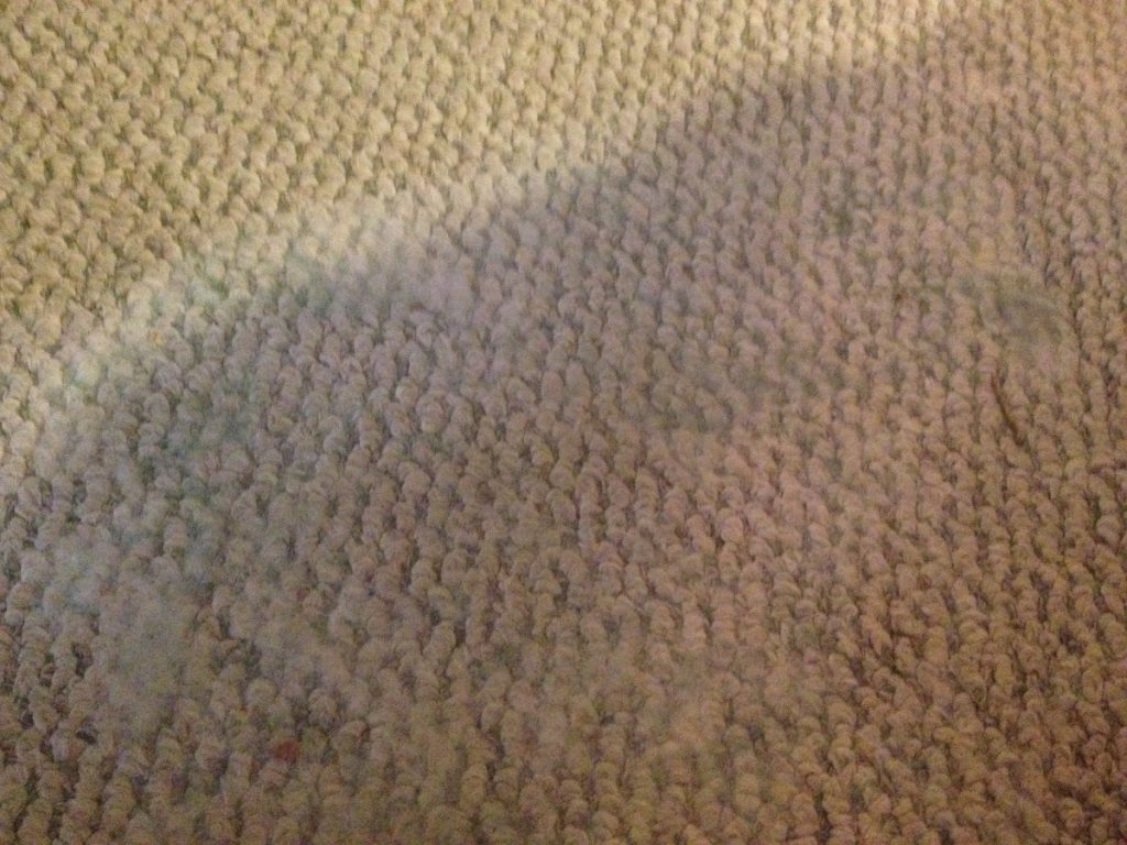 Плесень на ковре что делать