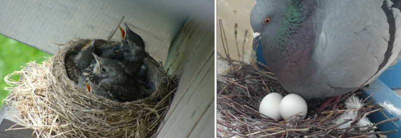  Как избавиться от голубей на балконе: проверенный способ 
