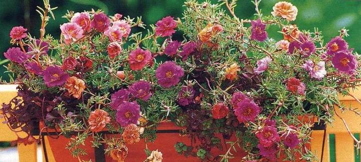 			Цветы на балконе: как вырастить цветущий сад		
