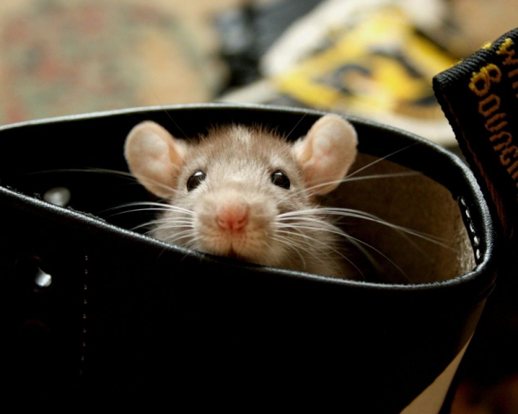 Сдохла мышь под полом: как избавиться от запаха