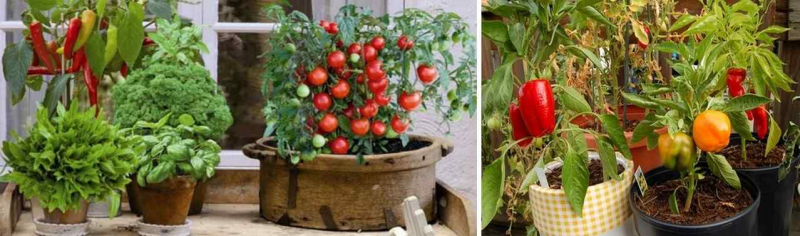 			Как выращивать овощи на балконе и что для этого нужно		