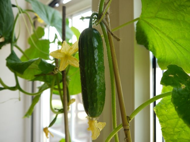 			Огурцы на балконе: агротехника выращивания		