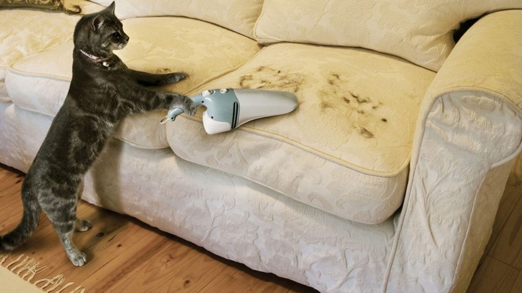 Как собрать шерсть кошки с ковра или дивана