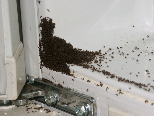 Как можно избавиться от маленьких муравьев на кухне?