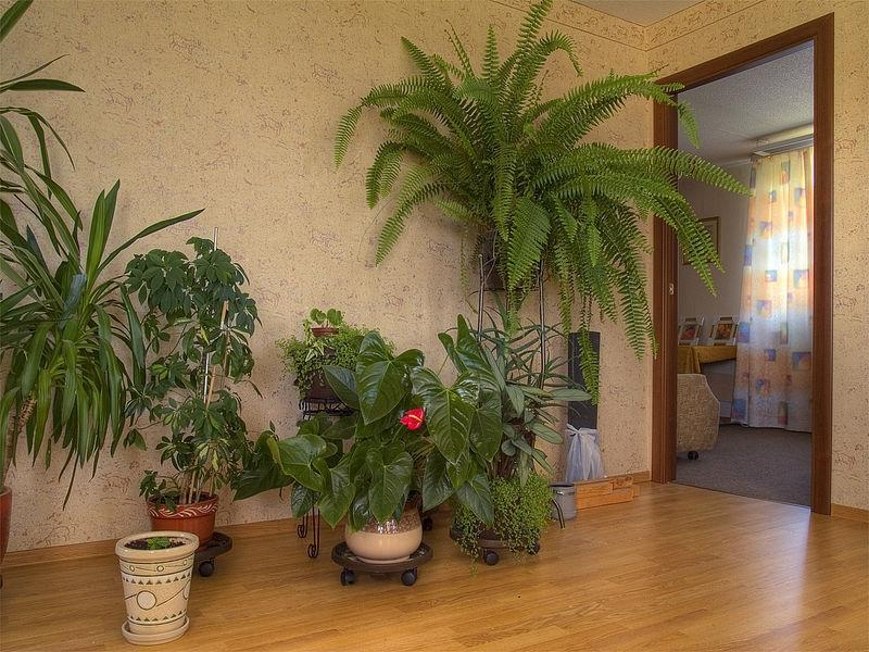Уголок комнатных растений в квартире 