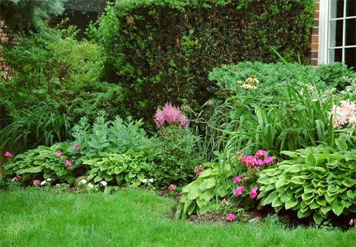 Декоративные растения и цветы для тенистого сада: как сделать цветник в тени 
