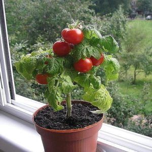 Помидоры Черри на балконе или лоджии: как вырастить и посадить