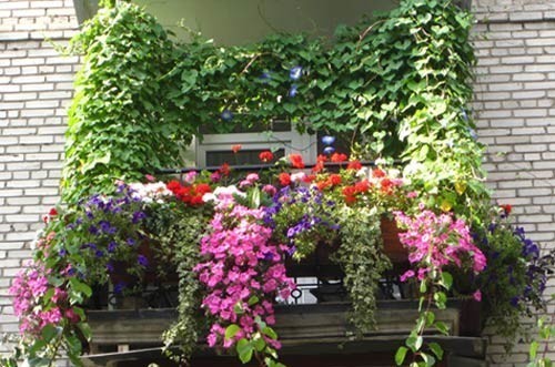 Девичий виноград на балконе: технология выращивания (фото)		