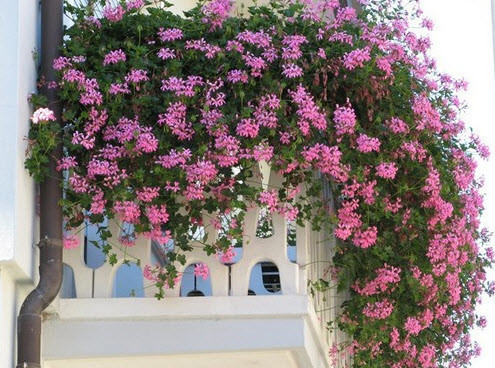 Вьющиеся растения для балкона: выбор и уход (фото)		